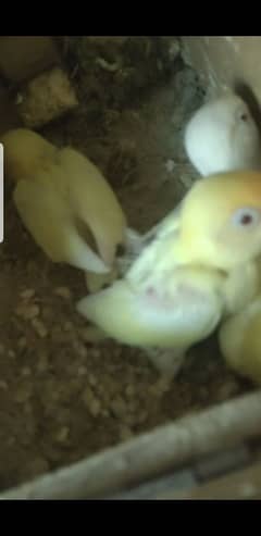 Decino x Albino red eyes with 4 chiks