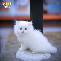 Persian Kitten | White Odd Eyes | Top Quality Kittens | Grey Kitten