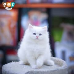 Persian Kitten | White Odd Eyes | Top Quality Kittens | Fawn Kitten