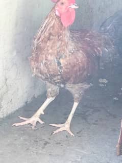 2 Hen necked neck 1 murga  for sale