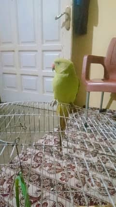 parrot