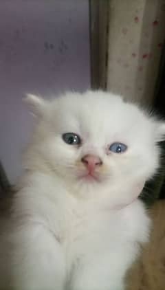 doll face Persian cat odd eye colour 4 month age