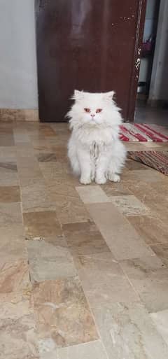 Persian stud male for sale and all kinds of cats and kittens available