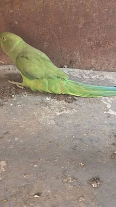 Green parrot for sale