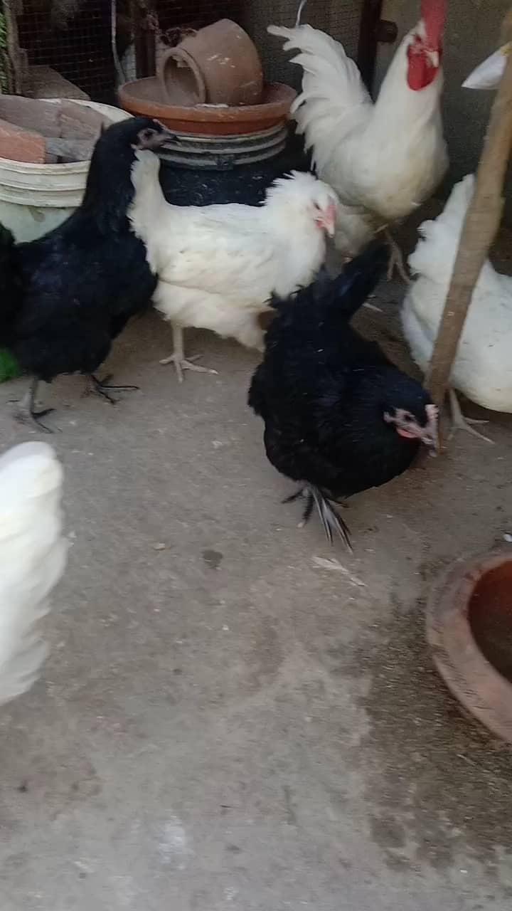 Black & white Australorp 03464668249+03064328164 3