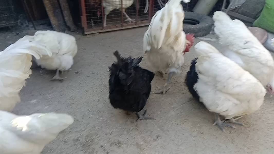 Black & white Australorp 03464668249+03064328164 4