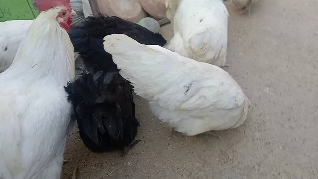 Black & white Australorp 03464668249+03064328164 6