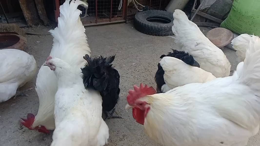 Black & white Australorp 03464668249+03064328164 8