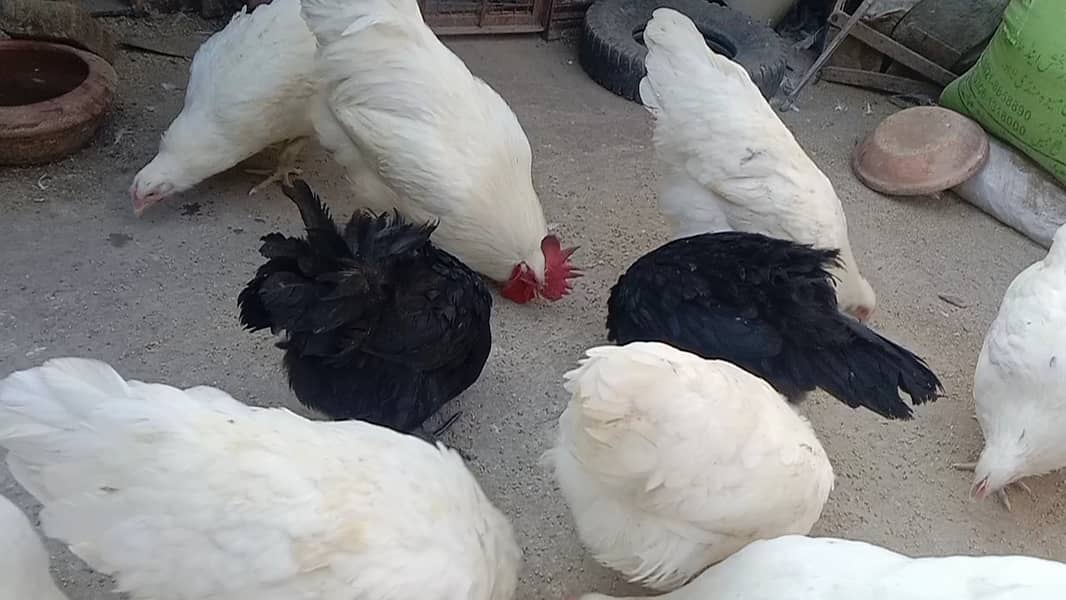 Black & white Australorp 03464668249+03064328164 9