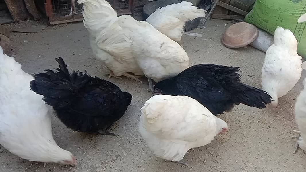 Black & white Australorp 03464668249+03064328164 10