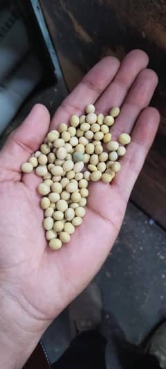 Soya Beans Rs. 400 kg