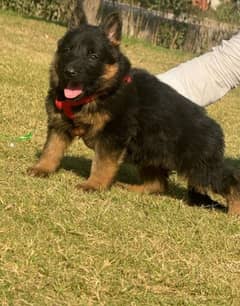 GERMAN SHEPHERD LONG COAT  WhatsApp message Karen 03321718405