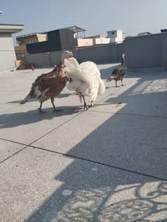 Turkey for sale