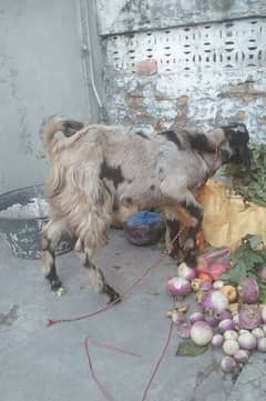 Sherra betal Bakra goat