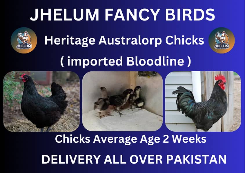 australorp | Jersey giant | Ayam Cemani black tongue | Heritage chicks 7