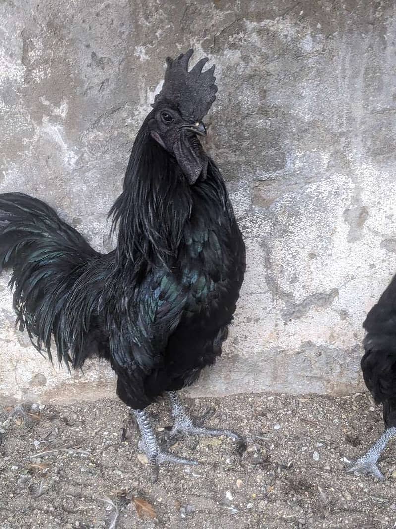 australorp | Jersey giant | Ayam Cemani black tongue | Heritage chicks 8