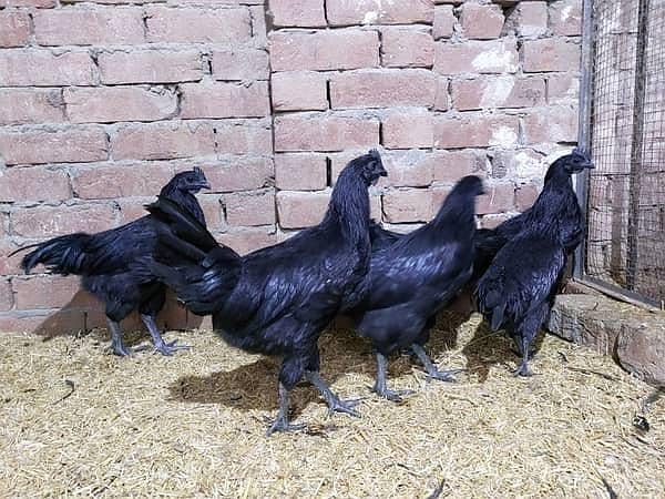 australorp | Jersey giant | Ayam Cemani black tongue | Heritage chicks 3