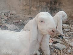 bakri or 2 bachy