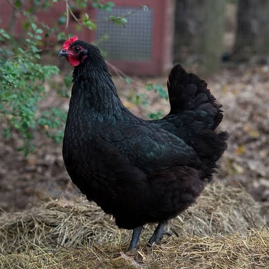 Ayam Cemani black tongue |  Jersey giant | australorp | chicks 3