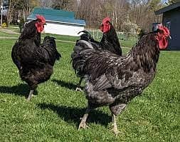 Ayam Cemani black tongue |  Jersey giant | australorp | chicks 8