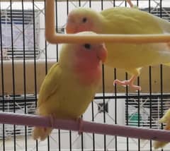 Lautino lovebirds babies pair (Active and healthy) see description↓