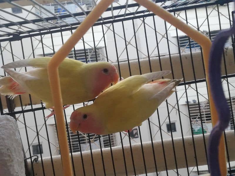 Lautino lovebirds babies pair (Active and healthy) see description↓ 1