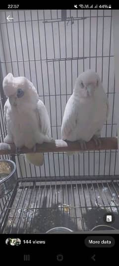 cockatoo for sale