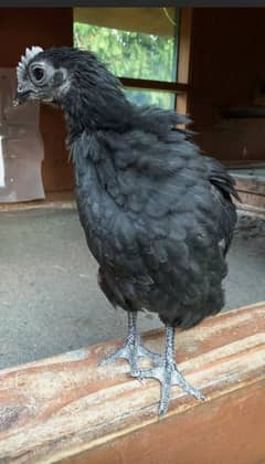 ayam cemani 3 months old