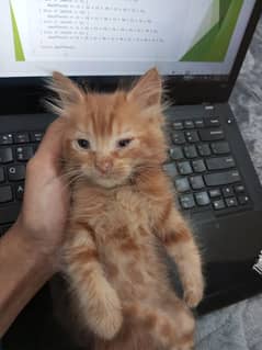 cross breed female kitten