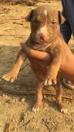 Gultair dog puppy for sale male