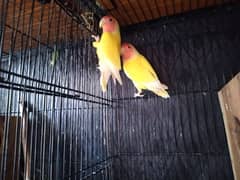 common Lutino Lovebirds for sale