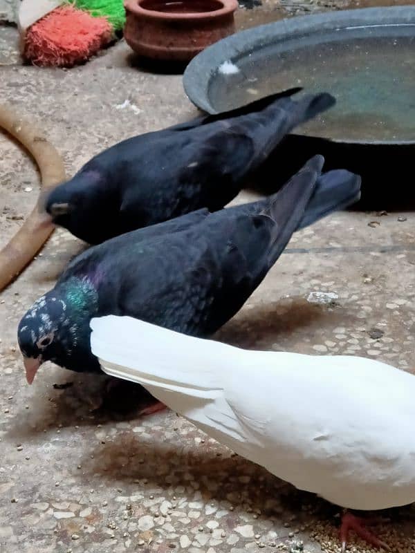 black imperial pigeon 0