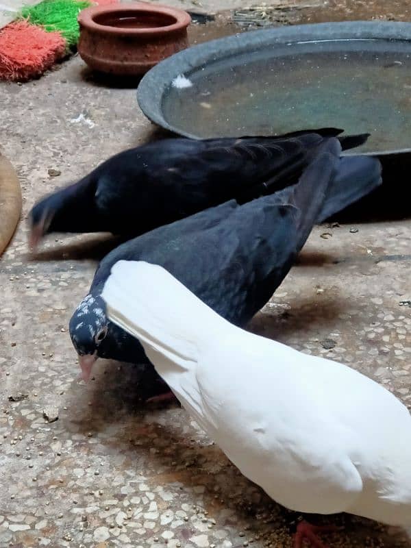 black imperial pigeon 7