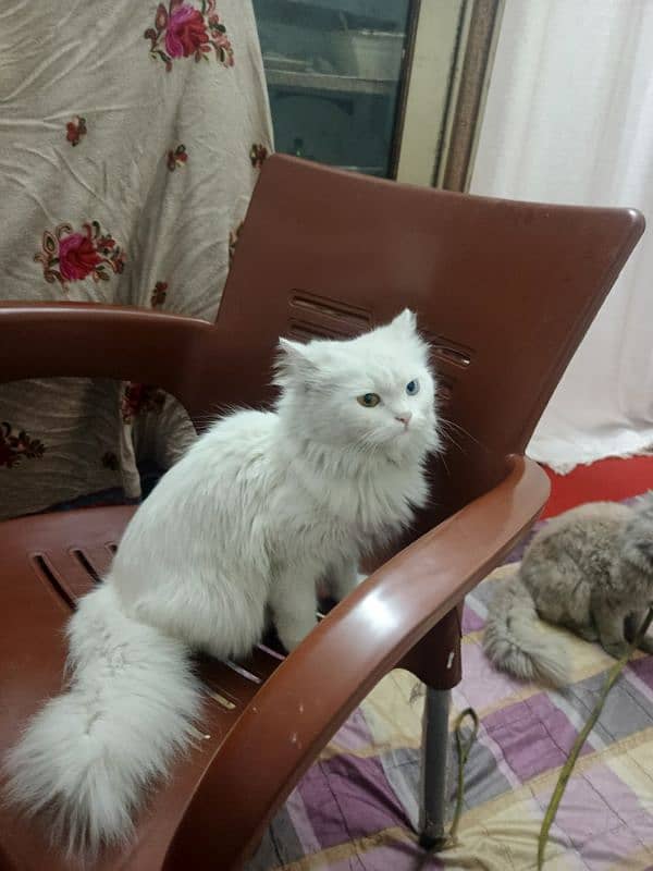 white persian cat 0