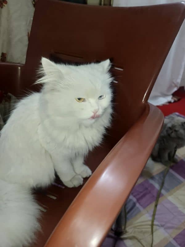 white persian cat 1