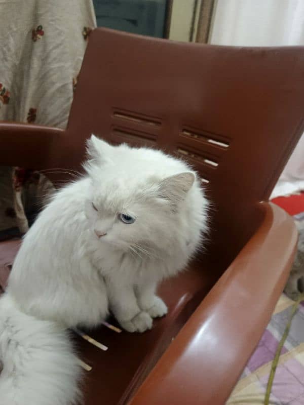 white persian cat 2