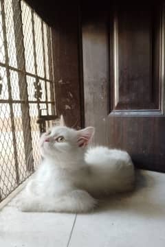 Persian female cat