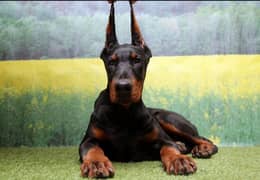 FCI Dobermann Male