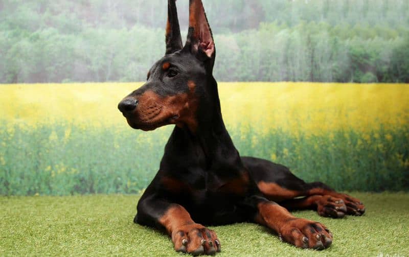 FCI Dobermann Male 1