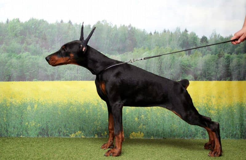 FCI Dobermann Male 2