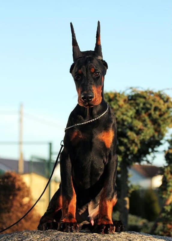 FCI Dobermann Male 3