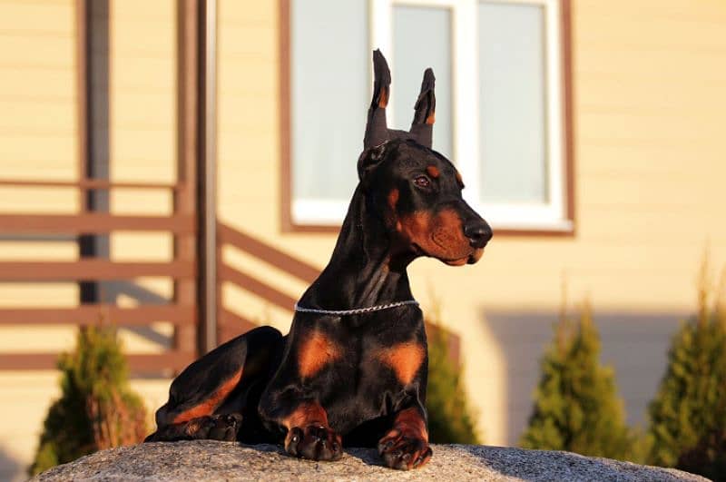 FCI Dobermann Male 4