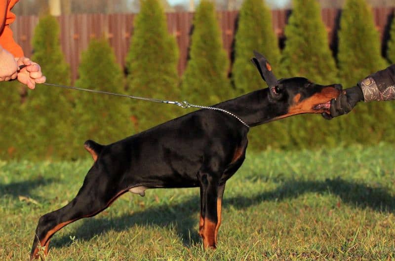 FCI Dobermann Male 5