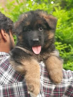 German Shepherd Long Haired Female Puppy