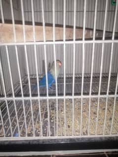 Parblue split ino male for sale