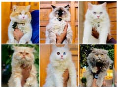 Persian hamalian british punch face piki face cat's and kitten's