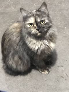 Persian cat