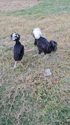 black polish pair