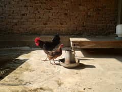 Australorp