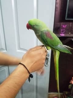 raw parrot for sale